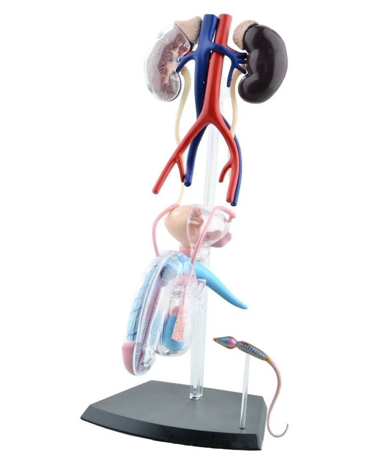 Modèles d'organes sexuels féminins, système de reproduction masculin, modèle anatomique du corps humain 4d, modèle médical fuchsia