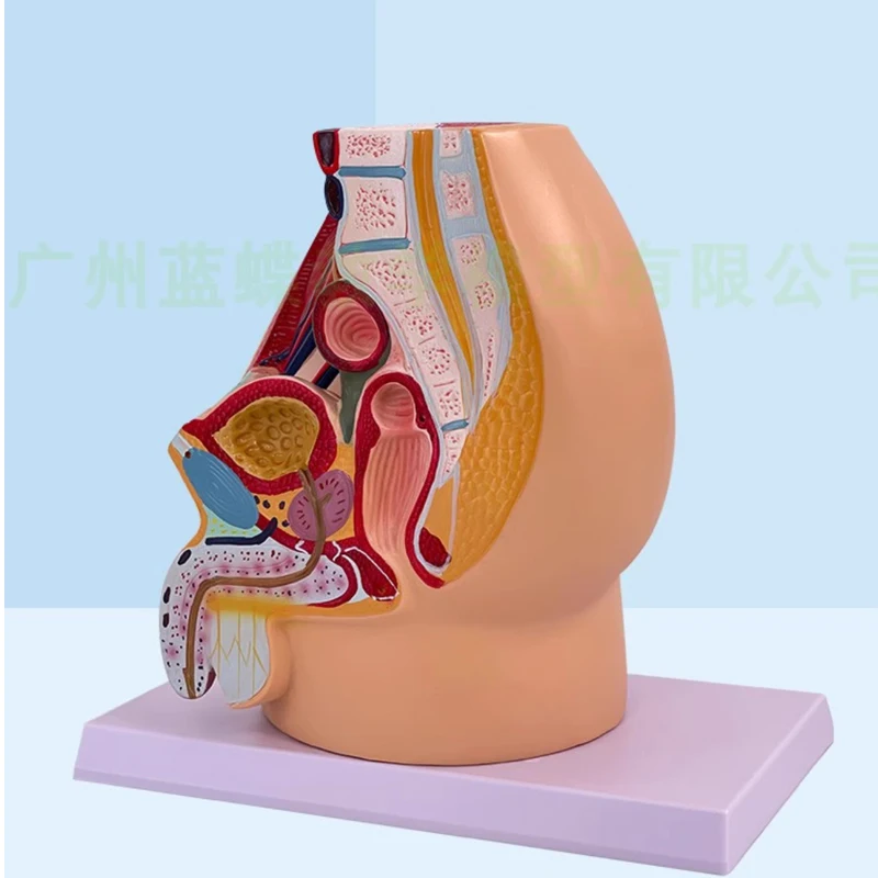 Enseignement du modèle pelvien féminin, système urogénital féminin, spécimen d'anatomie humaine midsagittale, modèle d'enseignement