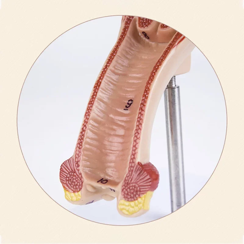 Tubes de fallope d'ovaire d'utérus féminin humain 1:1, modèle anatomique d'anatomie humaine, outils d'enseignement médical