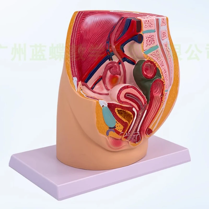 Enseignement du modèle pelvien féminin, système urogénital féminin, spécimen d'anatomie humaine midsagittale, modèle d'enseignement