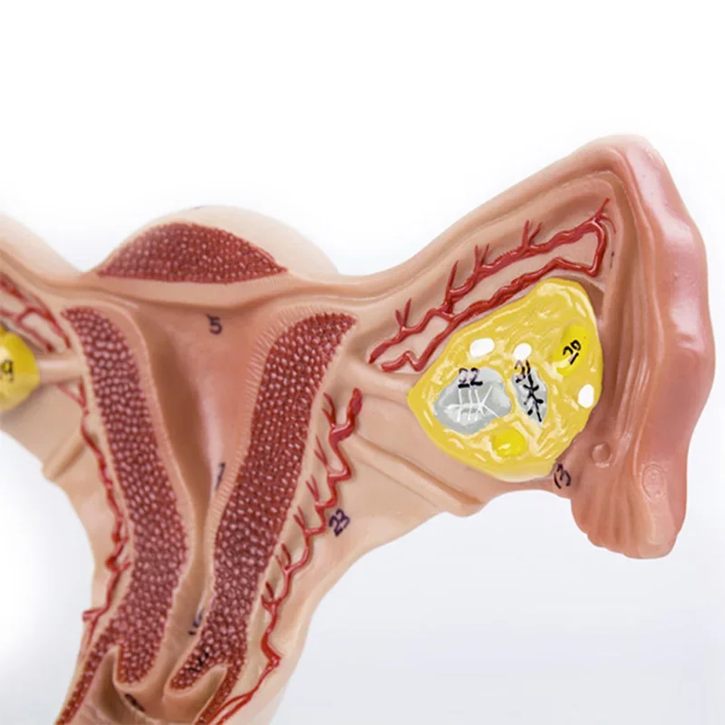 Tubes de fallope d'ovaire d'utérus féminin humain 1:1, modèle anatomique d'anatomie humaine, outils d'enseignement médical