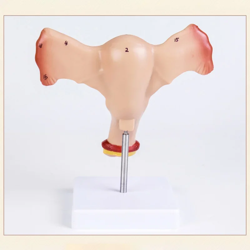 Tubes de fallope d'ovaire d'utérus féminin humain 1:1, modèle anatomique d'anatomie humaine, outils d'enseignement médical